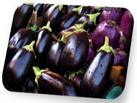 aubergine